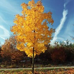 Tulip Poplar 'Little Volunteer' 10 Tulip Poplar 'Little Volunteer' -Fast Growing Trees Little Volunteer Poplar 3