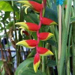 Lobster Claw Plant 9 Lobster Claw Plant -Fast Growing Trees Lobster Claw 6