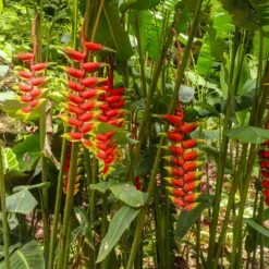 Lobster Claw Plant 10 Lobster Claw Plant -Fast Growing Trees Lobster Claw 7 FGT