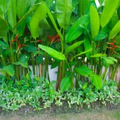 Lobster Claw Plant 11 Lobster Claw Plant -Fast Growing Trees Lobster Claw 9