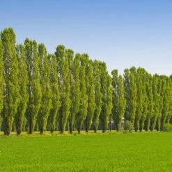 Lombardy Poplar Tree 9 Lombardy Poplar Tree -Fast Growing Trees Lombardy Poplar 9 FGT