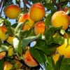 Loring Peach Tree (USDA Organic) 2 Loring Peach Tree (USDA Organic) -Fast Growing Trees Loring Peach 600x600 bcd54c64 5541 46c2 a509 5c41a78c8801