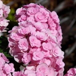 Love Hydrangea 7 Love Hydrangea -Fast Growing Trees Love Hydrangea 2 FGT