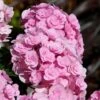 Love Hydrangea 1 Love Hydrangea -Fast Growing Trees Love Hydrangea FGT 600x600 be6fc21e 2089 4279 8614 a48bd6585a70