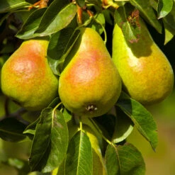 Luscious Pear Tree 9 Luscious Pear Tree -Fast Growing Trees Luscious Pear 4 FGT