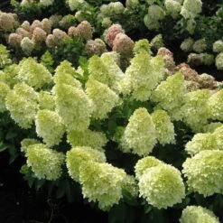 Magical® Candle Hydrangea Shrub 7 Magical® Candle Hydrangea Shrub -Fast Growing Trees Magical Candle 1