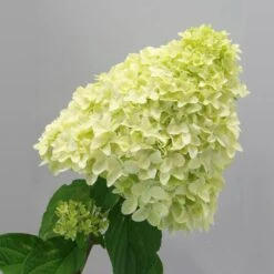 Magical® Candle Hydrangea Shrub 9 Magical® Candle Hydrangea Shrub -Fast Growing Trees Magical Candle 2