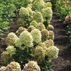 Magical® Candle Hydrangea Shrub 8 Magical® Candle Hydrangea Shrub -Fast Growing Trees Magical Candle 3