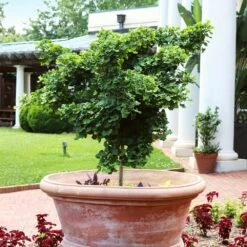 Ginkgo Biloba 'Mariken' Tree 11 Ginkgo Biloba 'Mariken' Tree -Fast Growing Trees Mairken Ginkgo 1 FGT