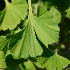 Ginkgo Biloba 'Mariken' Tree 13 Ginkgo Biloba 'Mariken' Tree -Fast Growing Trees Mairken Ginkgo 4 FGT