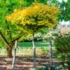 Ginkgo Biloba 'Mariken' Tree 2 Ginkgo Biloba 'Mariken' Tree -Fast Growing Trees Mairken Ginkgo 6 FGT
