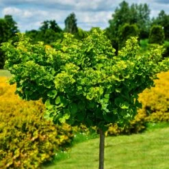 Ginkgo Biloba 'Mariken' Tree 10 Ginkgo Biloba 'Mariken' Tree -Fast Growing Trees Mairken Ginkgo 8 FGT
