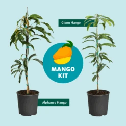 Alphonso Mango 14 Alphonso Mango -Fast Growing Trees Mango Kit Graphic dc77f6db ee29 43d2 85de 9f3718171195