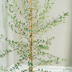 Manzanillo Olive Tree 7 Manzanillo Olive Tree -Fast Growing Trees Manzanilla Olive Tree 2