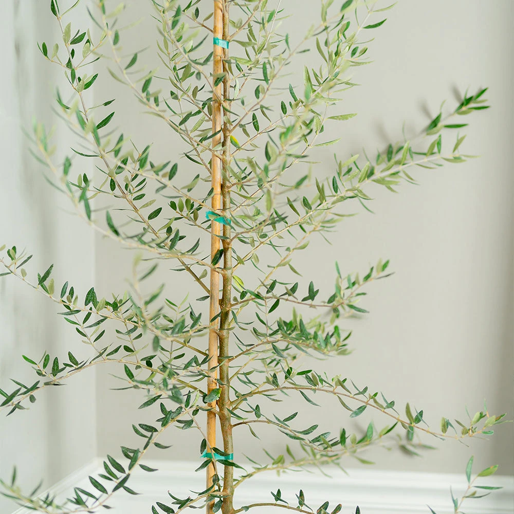 Manzanillo Olive Tree 5 Manzanillo Olive Tree - Image 3