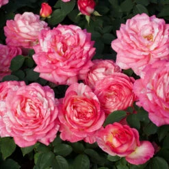 Marc Chagall™ Rose Tree 7 Marc Chagall™ Rose Tree -Fast Growing Trees Marc Chagall Standard 3