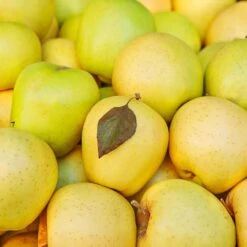 Mutsu (Crispin) Apple Tree 9 Mutsu (Crispin) Apple Tree -Fast Growing Trees Matsu Crispin Apple 2 911ff493 b5f3 4735 b48a e3117551cc55