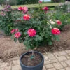 Maurice Utrillo™ Rose Tree 2 Maurice Utrillo™ Rose Tree -Fast Growing Trees Maurice Utrilo Rose Tree FGT 600x600 3dcdfaaa f481 4aac 9e0f 720dcfc84142