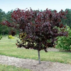 Merlot Redbud Tree 7 Merlot Redbud Tree -Fast Growing Trees Merlot Redbud 1
