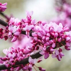 Merlot Redbud Tree 9 Merlot Redbud Tree -Fast Growing Trees Merlot Redbud 2
