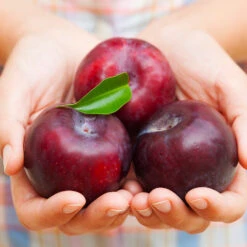 Methley Plum Tree -Fast Growing Trees Methley Plum 4 4ec34c93 142f 4450 8af1 feb06f93c049