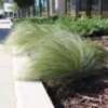 Mexican Feather Grass 1 Mexican Feather Grass -Fast Growing Trees Mexican Feather Grass FGT 600x600 eb05c49a e036 429c b829 1928983a943b