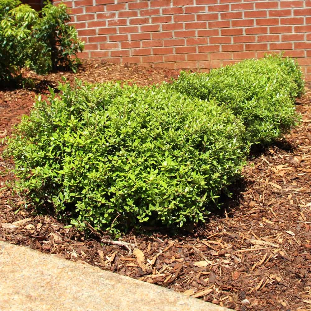 Micron® Holly Shrub 4 Micron® Holly Shrub - Image 2