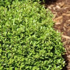 Micron® Holly Shrub 9 Micron® Holly Shrub -Fast Growing Trees Micron Holly 4 FGT