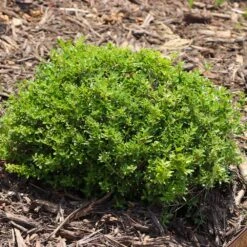 Micron® Holly Shrub 11 Micron® Holly Shrub -Fast Growing Trees Micron Holly 8 FGT