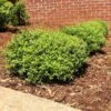 Micron® Holly Shrub 2 Micron® Holly Shrub -Fast Growing Trees Micron Holly FGT 600x600 cc732743 8fd3 45e5 8acd 804a14afbbb0