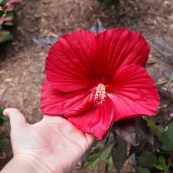 Midnight Marvel Hardy Hibiscus 10 Midnight Marvel Hardy Hibiscus -Fast Growing Trees Midnight Marvel Hibiscus 2