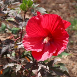 Midnight Marvel Hardy Hibiscus 11 Midnight Marvel Hardy Hibiscus -Fast Growing Trees Midnight Marvel Hibiscus 6