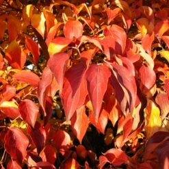 Milky Way Chinese Dogwood Tree 11 Milky Way Chinese Dogwood Tree -Fast Growing Trees Milky Way Select 4