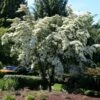 Milky Way Chinese Dogwood Tree 2 Milky Way Chinese Dogwood Tree -Fast Growing Trees Milky Way Select 600x600 a2964b34 a1f1 43e5 b72b 5e33597c3e78