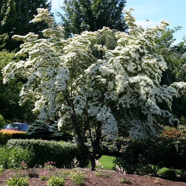 Milky Way Chinese Dogwood Tree 3 Milky Way Chinese Dogwood Tree