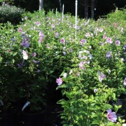 Minerva Rose Of Sharon Althea Shrub 11 Minerva Rose Of Sharon Althea Shrub -Fast Growing Trees Minerva Rose of Sharon 1