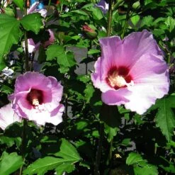 Minerva Rose Of Sharon Althea Shrub 10 Minerva Rose Of Sharon Althea Shrub -Fast Growing Trees Minerva Rose of Sharon 2