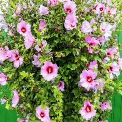 Minerva Rose Of Sharon Althea Shrub 9 Minerva Rose Of Sharon Althea Shrub -Fast Growing Trees Minerva Rose of Sharon 3