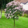 Miss Kim Lilac Tree 1 Miss Kim Lilac Tree -Fast Growing Trees Miss Kim Lilac Tree 600x600 e29c1bbd 6af6 4f82 941d 9fca8a407767