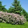 Miss Kim Lilac Shrub 1 Miss Kim Lilac Shrub -Fast Growing Trees Miss Kim Lilac Shrub 600x600 FGT