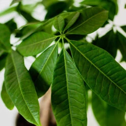 Money Tree In White Pot 9 Money Tree In White Pot -Fast Growing Trees Money Tree Green Circle LIV Pottery Pot 3