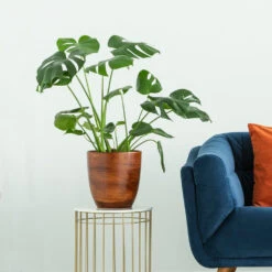 Boho House Plant Kit 15 Boho House Plant Kit -Fast Growing Trees Monstera delisiosa 3 FGT 704a637b b40b 4518 a8eb f83a103d90ba