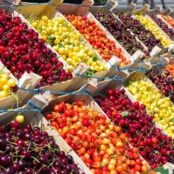 5-in-1 Cherry Tree 5 5-in-1 Cherry Tree -Fast Growing Trees Multi Fruit Cherry FGT e32ce012 a2f1 4781 b601 0391c2246de1