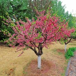 Multi-Peach Tree 7 Multi-Peach Tree -Fast Growing Trees Multi fruit peach 2