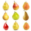 4-in-1 Pear Tree -Fast Growing Trees Multifruit Pear 600x600 effb9abc 71f5 4109 90d7 c95a99fb3650