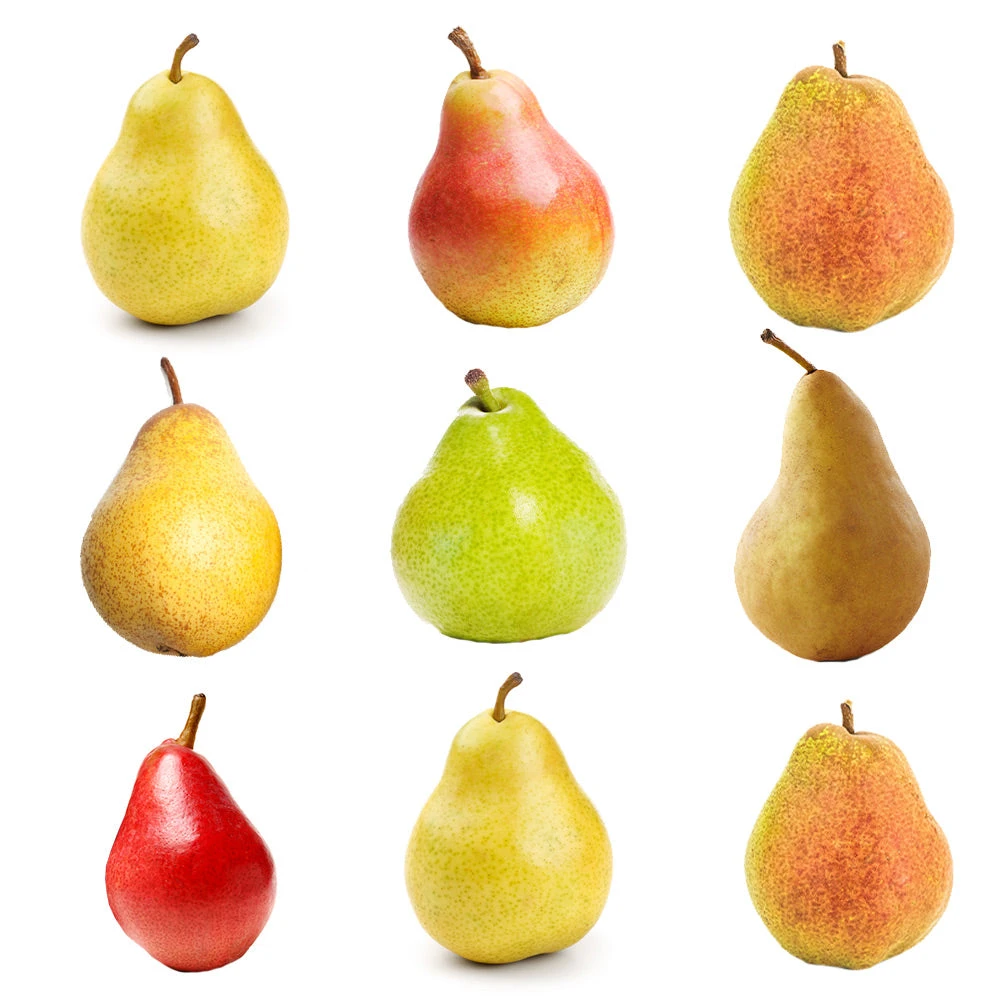 4-in-1 Pear Tree 4 4-in-1 Pear Tree - Image 2