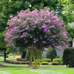 Muskogee Crape Myrtle Tree 10 Muskogee Crape Myrtle Tree -Fast Growing Trees Muskogee Crape Myrtle 3 FGT