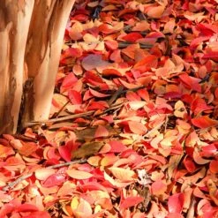 Muskogee Crape Myrtle Tree 15 Muskogee Crape Myrtle Tree -Fast Growing Trees Muskogee Crape Myrtle 6