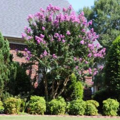 Muskogee Crape Myrtle Tree 12 Muskogee Crape Myrtle Tree -Fast Growing Trees Muskogee Crape Myrtle 7 FGT