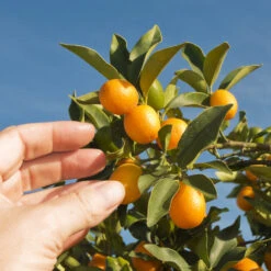 Nagami Kumquat Tree -Fast Growing Trees Nagami Kumquat 1 FGT 53154ba8 d115 4c13 bdd7 2e152c12e263